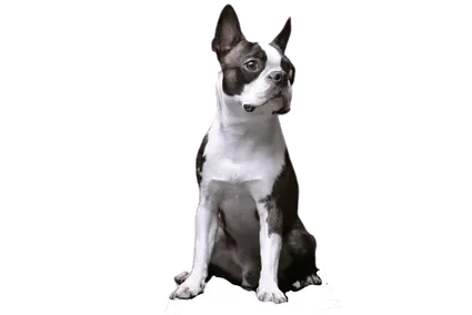 Boston-Terrier-2