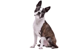 Boston Terrier