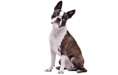 Bild für Boston Terrier