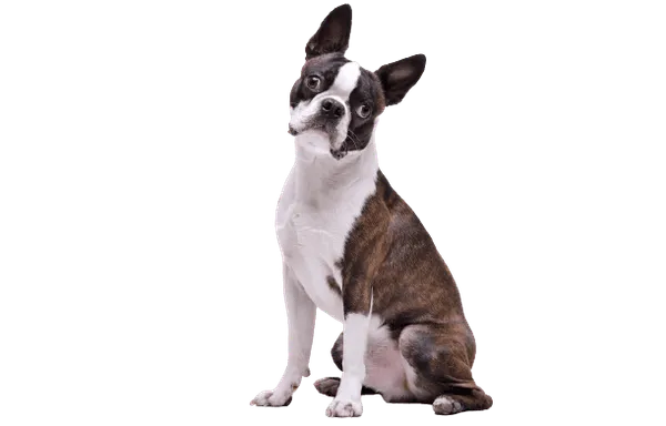 Boston Terrier Bild