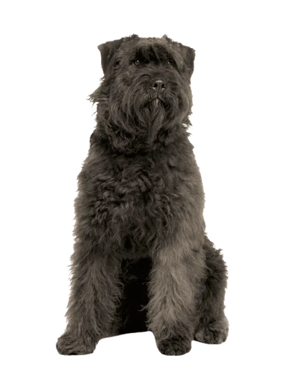 Bouvier des Ardennes Bild