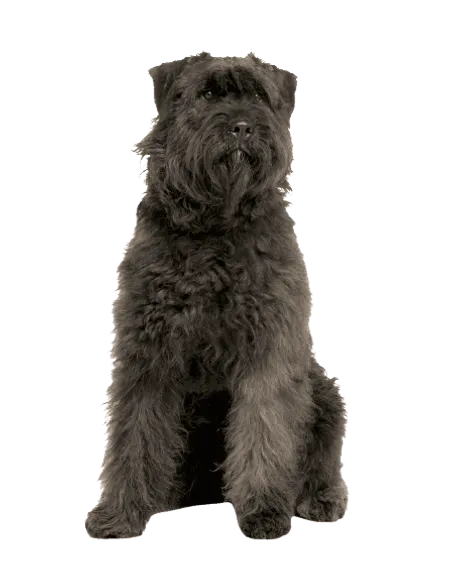 Bild für Bouvier des Ardennes