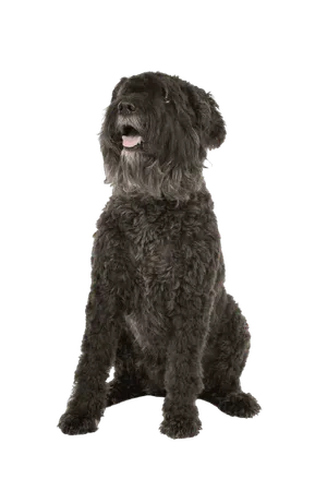 Bouvier-des-Flandres-3