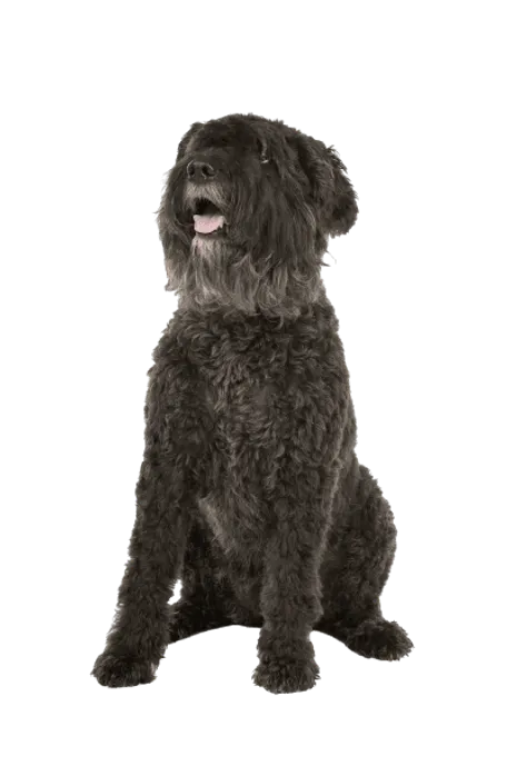 Bouvier-des-Flandres-3