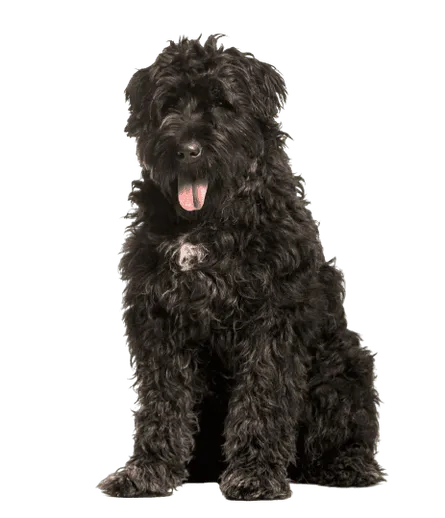 Bouvier-des-Flandres-2