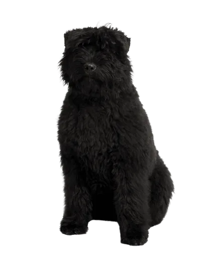 Bouvier-des-Flandres-1