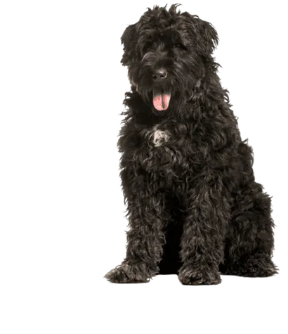 Bouvier-des-Flandres-4