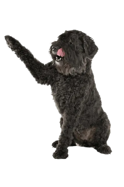 Bouvier-des-Flandres-5