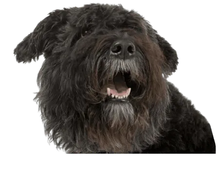 Bild für Bouvier des Flandres