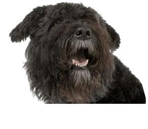 Bouvier des Flandres
