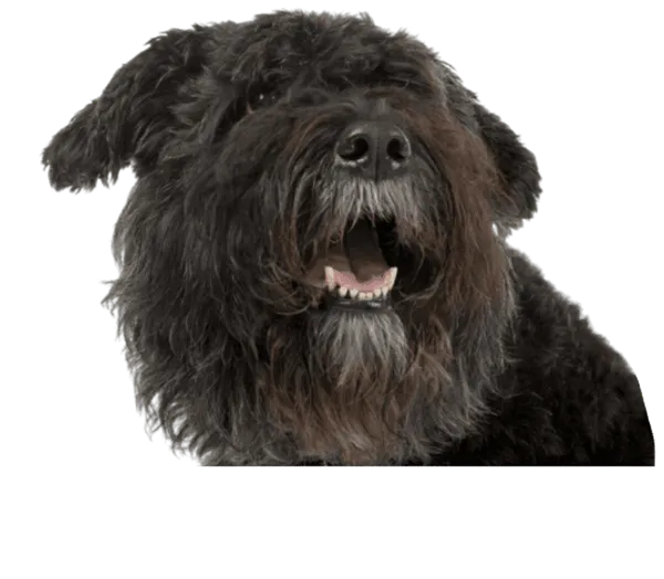 Bouvier des Flandres Bild