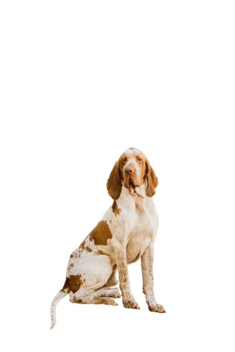 Bracco-Italiano-6