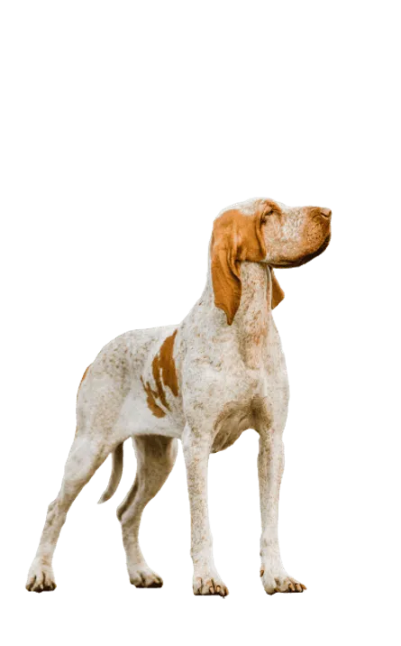 Bracco-Italiano-4