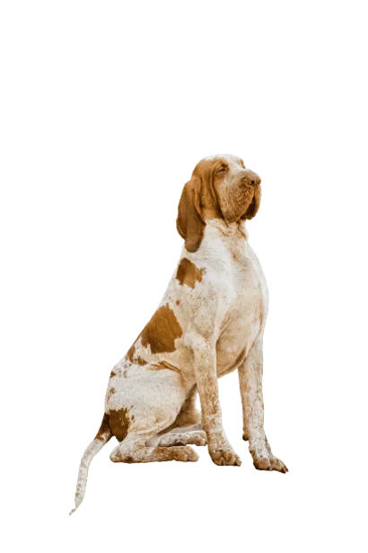 Bracco-Italiano-2