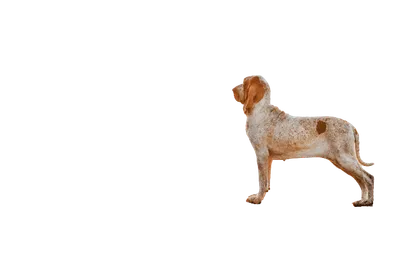 Bracco-Italiano-5