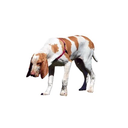 Bracco-Italiano-3