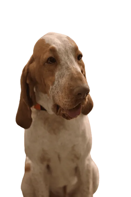 Bild für Bracco Italiano