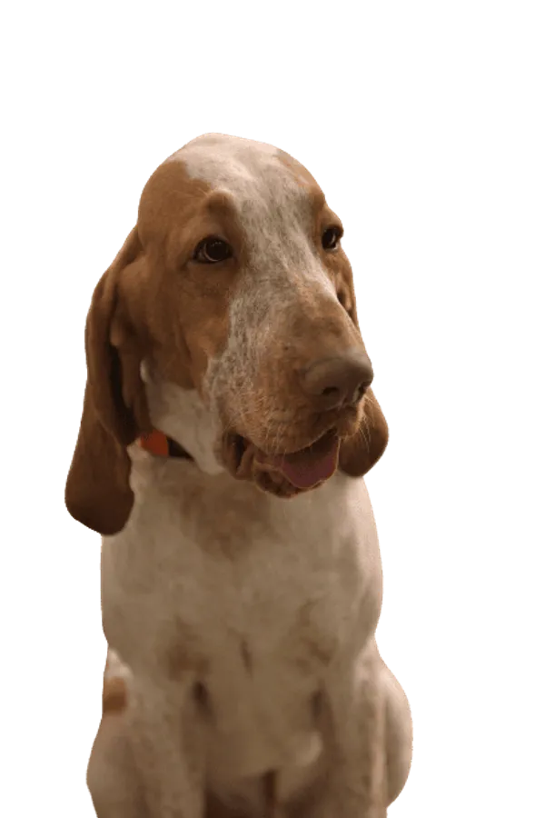 Bracco Italiano Bild