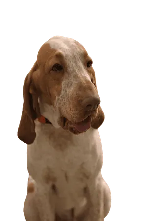Bracco Italiano