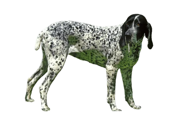 Braque d’Auvergne Bild