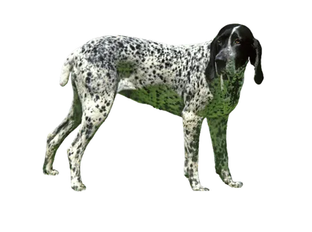 Bild für Braque d’Auvergne