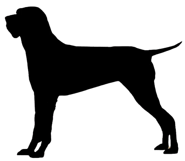 Braque de l’Ariège Bild