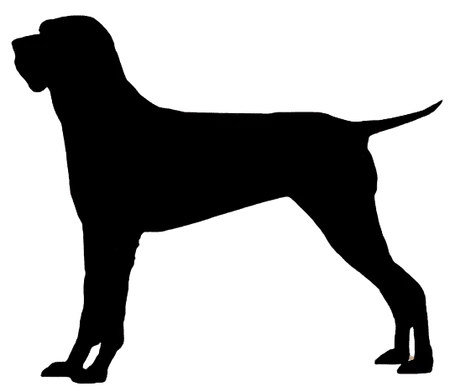 Bild für Braque de l’Ariège