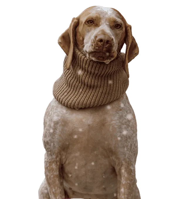 Braque du Bourbonnais Bild