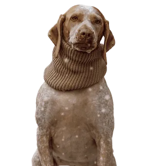 Braque du Bourbonnais