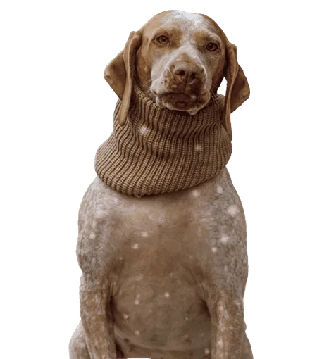 Bild für Braque du Bourbonnais