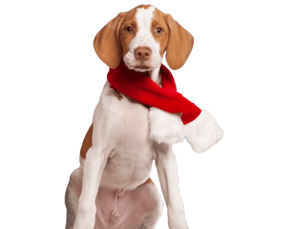 Braque Saint-Germain Bild