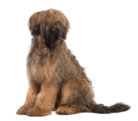 Briard (5)