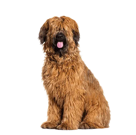 Briard (4)