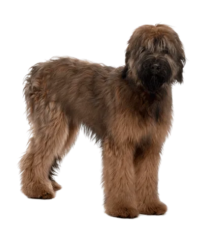Briard (6)