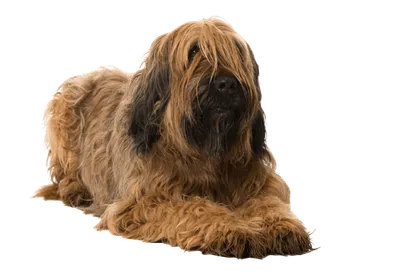 Briard (2)