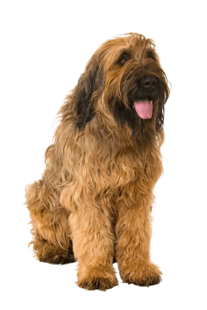Briard (3)