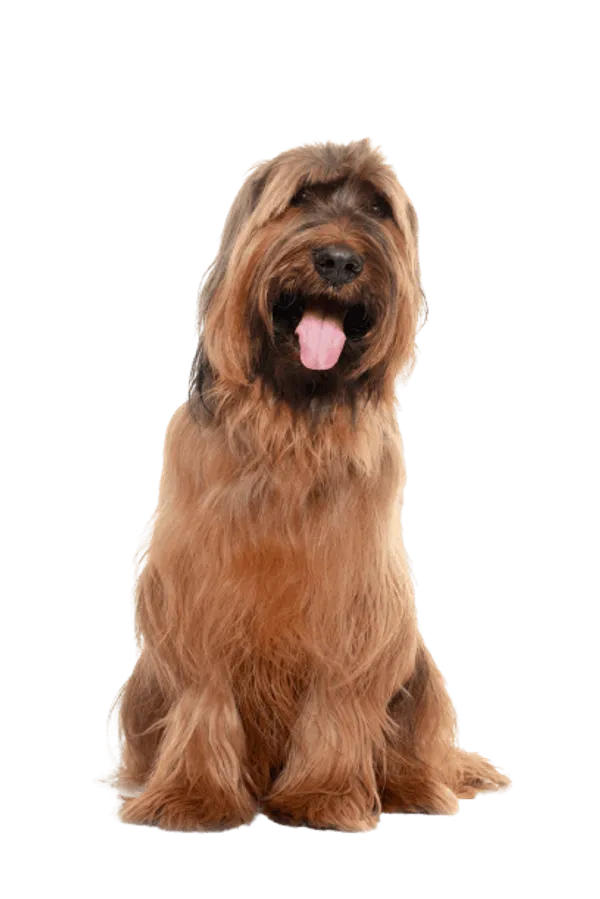 Briard Bild