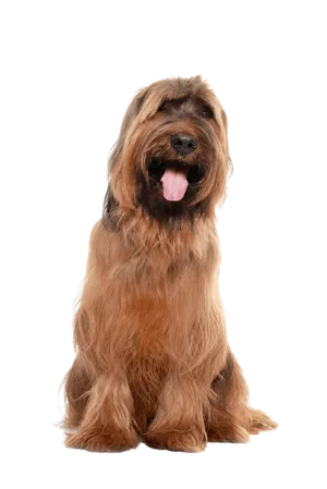 Briard