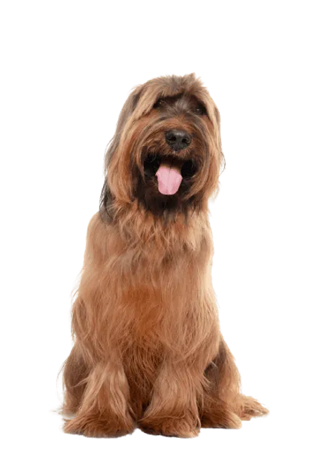 Bild für Briard