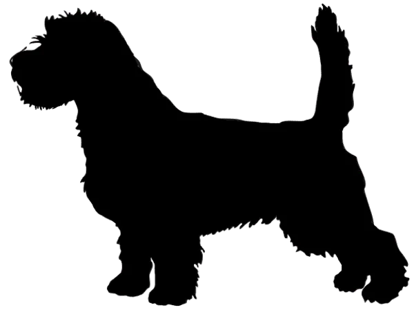 Briquet Griffon Vendéen Bild