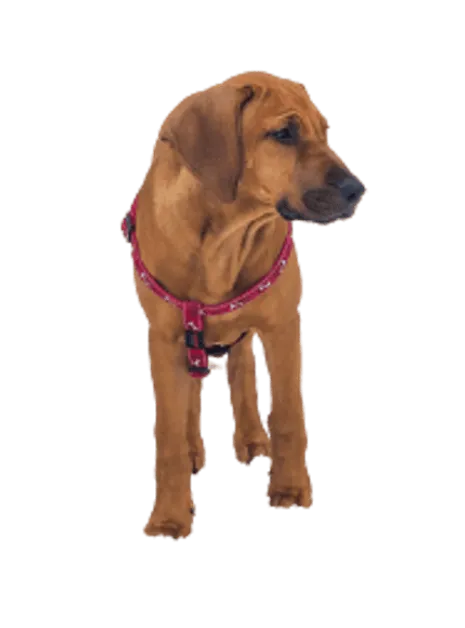 Broholmer-puppy