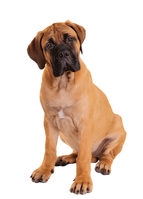 Bullmastiff-puppy