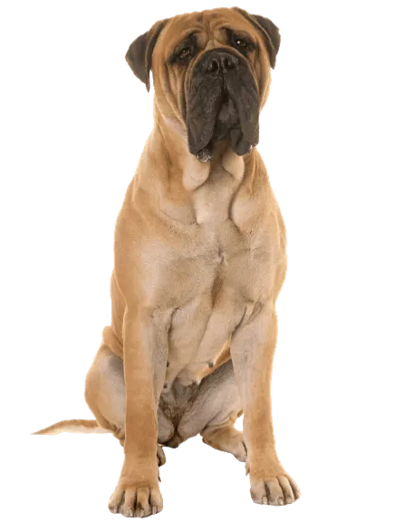 Bullmastiff-adult