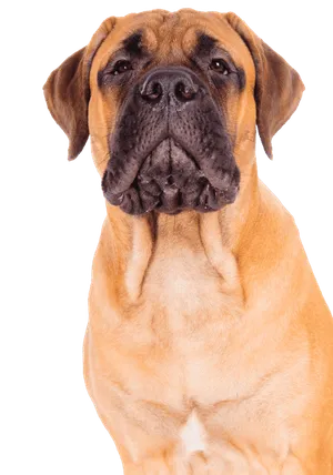 Bullmastiff