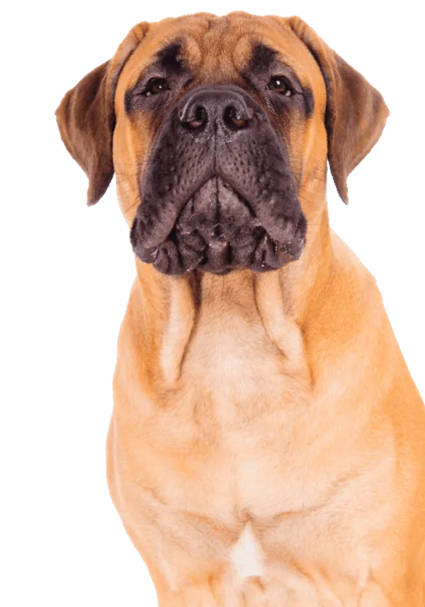 Bullmastiff Bild