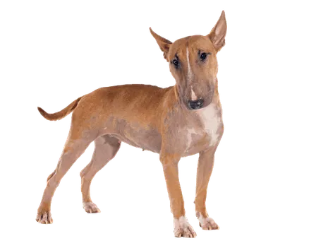 Bull Terrier (1)