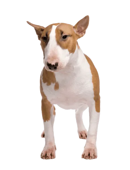 Bull Terrier (4)