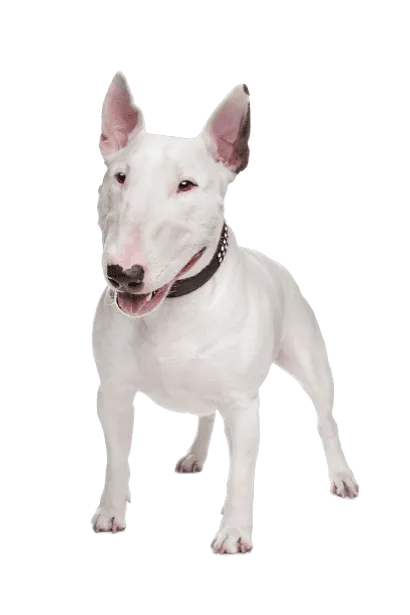 Bull Terrier (5)