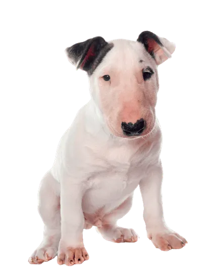 Bull Terrier (3)