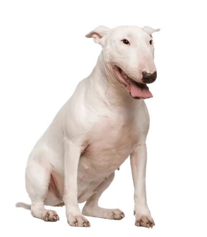 Bull Terrier (2)